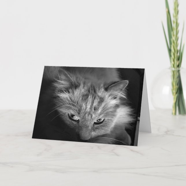 Tarjeta Ragdoll Cat / Noir (Anverso)