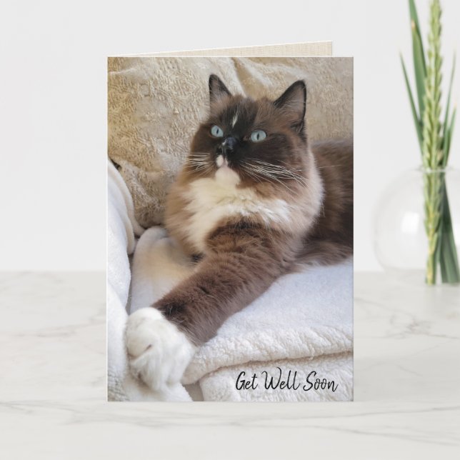 Tarjeta Ragdoll Cat recuperarse pronto (Anverso)