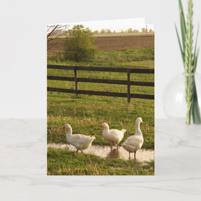 Tarjeta Rainy Day Geese (Anverso)