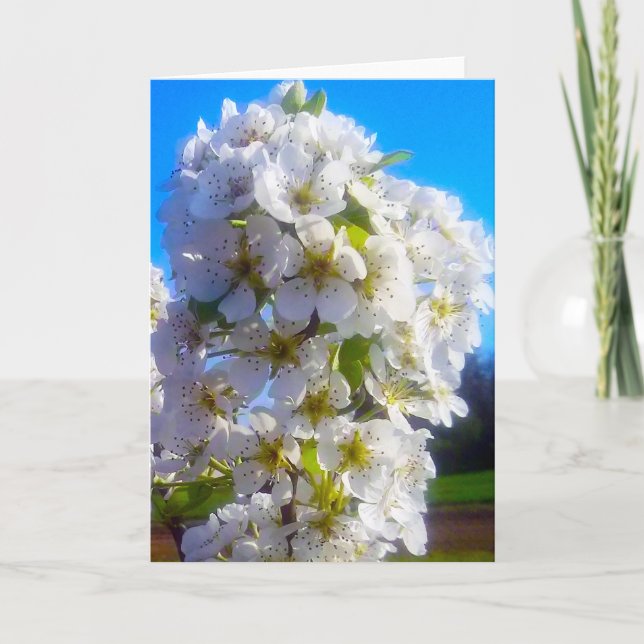Tarjeta Rama de peral floreciendo en primavera (Anverso)
