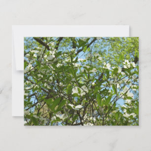 Tarjeta Ramas de Dogwood florecen árboles de primavera