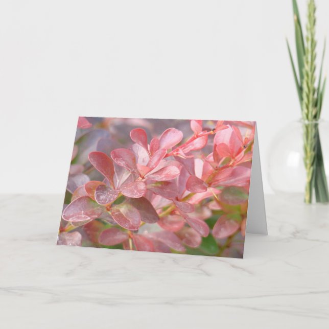 Tarjeta Ramas rosadas de bonito (Anverso)