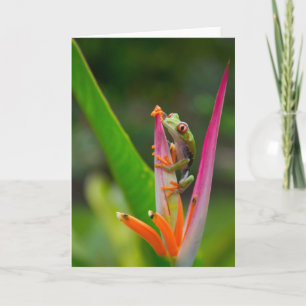 Tarjeta rana arbórea del Rojo-ojo, Costa Rica 2
