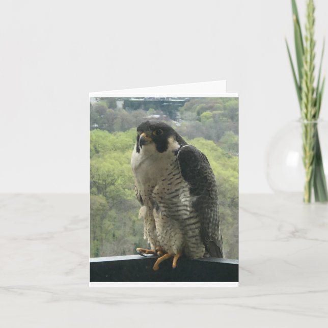 Tarjeta raptor (Anverso)