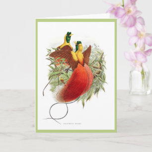 Tarjeta Raras colibríes - Loddigesia Mirabilis