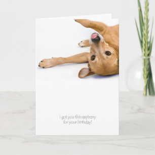 Tarjeta Rasberry para perros