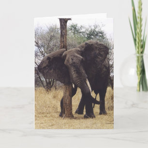 Tarjeta Rasguño de Tembo (elefante)