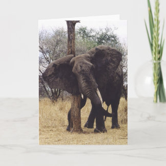 Tarjeta Rasguño de Tembo (elefante)