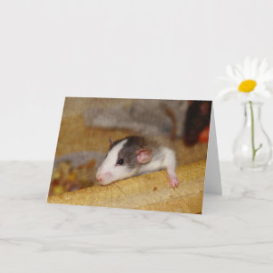 Tarjeta Rata Cuta