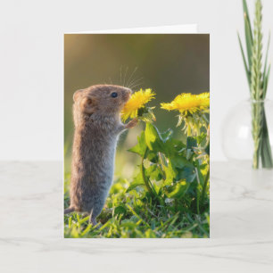 Tarjeta Ratón de cumpleaños oliendo un diente de león amar