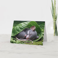 Ratón durmiendo en una hoja verde