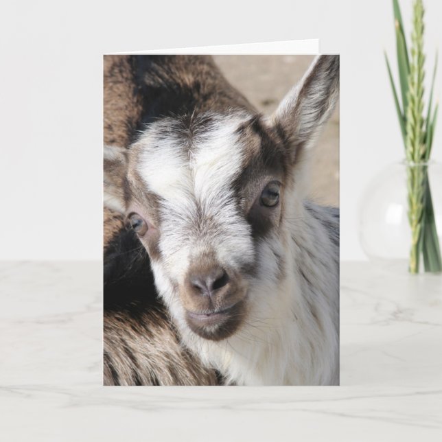 Tarjeta Ratón El Niño Alpino (Anverso)