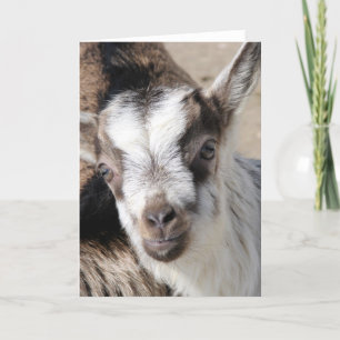 Tarjeta Ratón El Niño Alpino