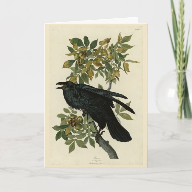 Tarjeta Raven (Raven común) de Aves Audubon de América (Anverso)