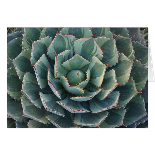 Tarjeta rayada del agavo (Anverso (Horizontal))