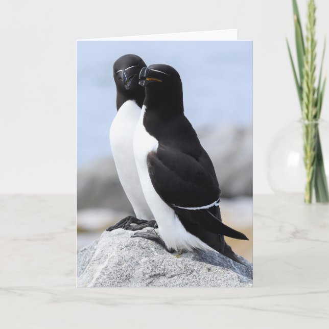 Tarjeta Razorbill Pair (Anverso)