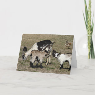 Tarjeta Reba, Patti, Shamrock y pollos