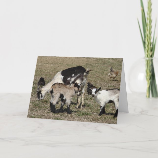 Tarjeta Reba, Patti, Shamrock y pollos (Anverso)