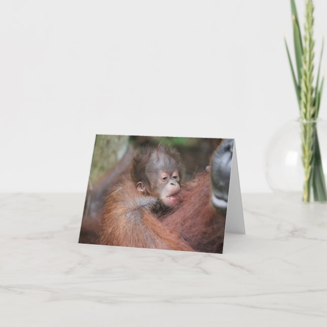 Tarjeta Recién nacido Orangutan, hijo de Akmad (Anverso)