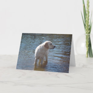 Tarjeta Recuperadora De Labrador En El Lago