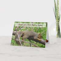 Recupérate Pronto Ardilla Divertida Dormilona