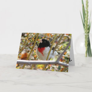 Tarjeta Red Breasted Grosbeak