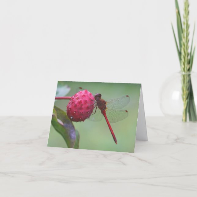 Tarjeta Red Dragonfly Nature Photography Note (Anverso)