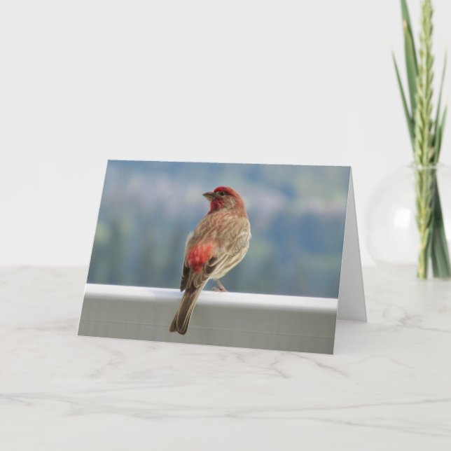 Tarjeta Red Finch Check out the View. (Anverso)