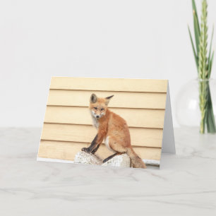 Tarjeta Red Fox Kit en el Valle de Hudson