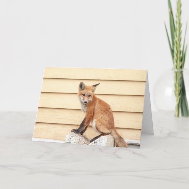 Tarjeta Red Fox Kit en el Valle de Hudson (Anverso)