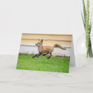 Tarjeta Red Fox Kit en el Valle de Hudson