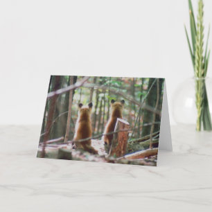 Tarjeta Red Fox Kits observa