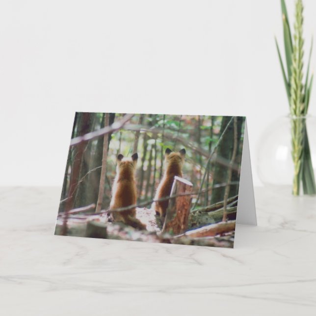 Tarjeta Red Fox Kits observa (Anverso)