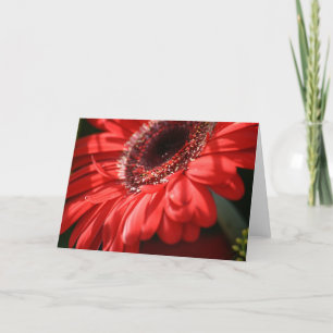 Tarjeta Red Hot Gerbera