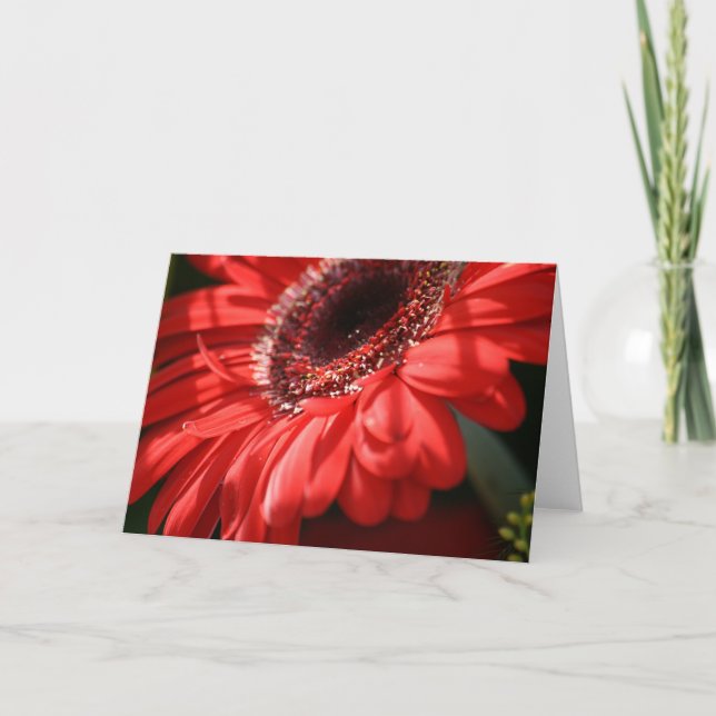 Tarjeta Red Hot Gerbera (Anverso)