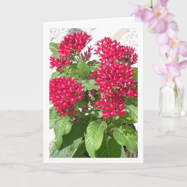 Tarjeta Red Pentas, retrato egipcio de la flor estelar (Orquídea)