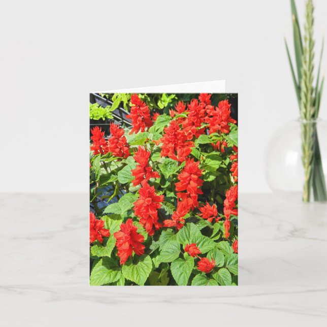 Tarjeta Red Salvia... (Anverso)