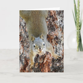 Tarjeta Red Squirrel Notecard