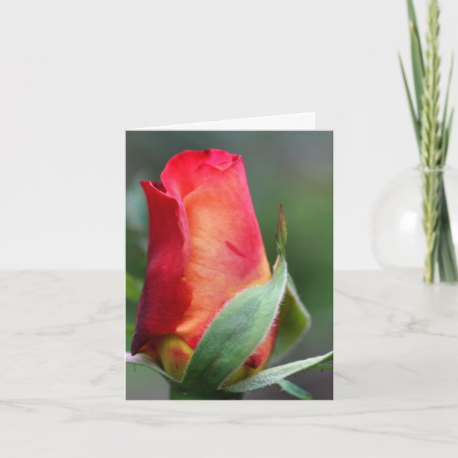 Tarjeta Red Yellow Rosebud Flower Photography Note (Anverso)