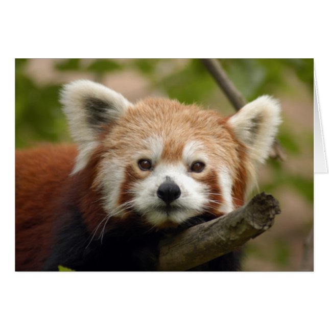 Tarjeta RedChinesePanda 010 (Anverso (Horizontal))