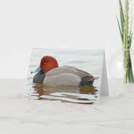Tarjeta Redhead Duck Drake