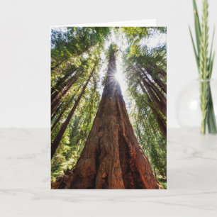 Tarjeta Redwoods imponentes