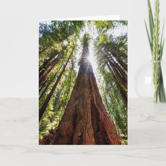 Tarjeta Redwoods imponentes (Anverso)