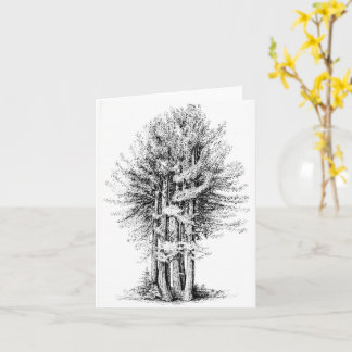 Tarjeta Redwoods Notecard