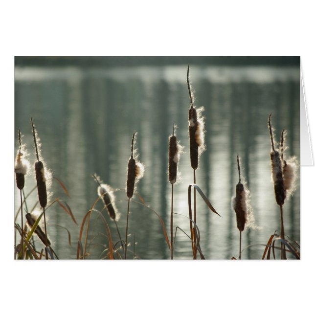 Tarjeta Reedmaces (Anverso (Horizontal))