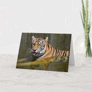 Tarjeta Refrigeración del tigre de Bengala