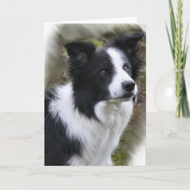 Tarjeta Regalos del arte del border collie (Anverso)