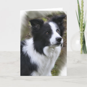 Tarjeta Regalos del arte del border collie
