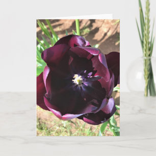 Tarjeta Reina interior del tulipán nocturno