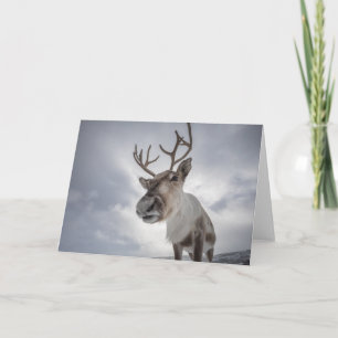 Tarjeta Reindeer Nature Photo